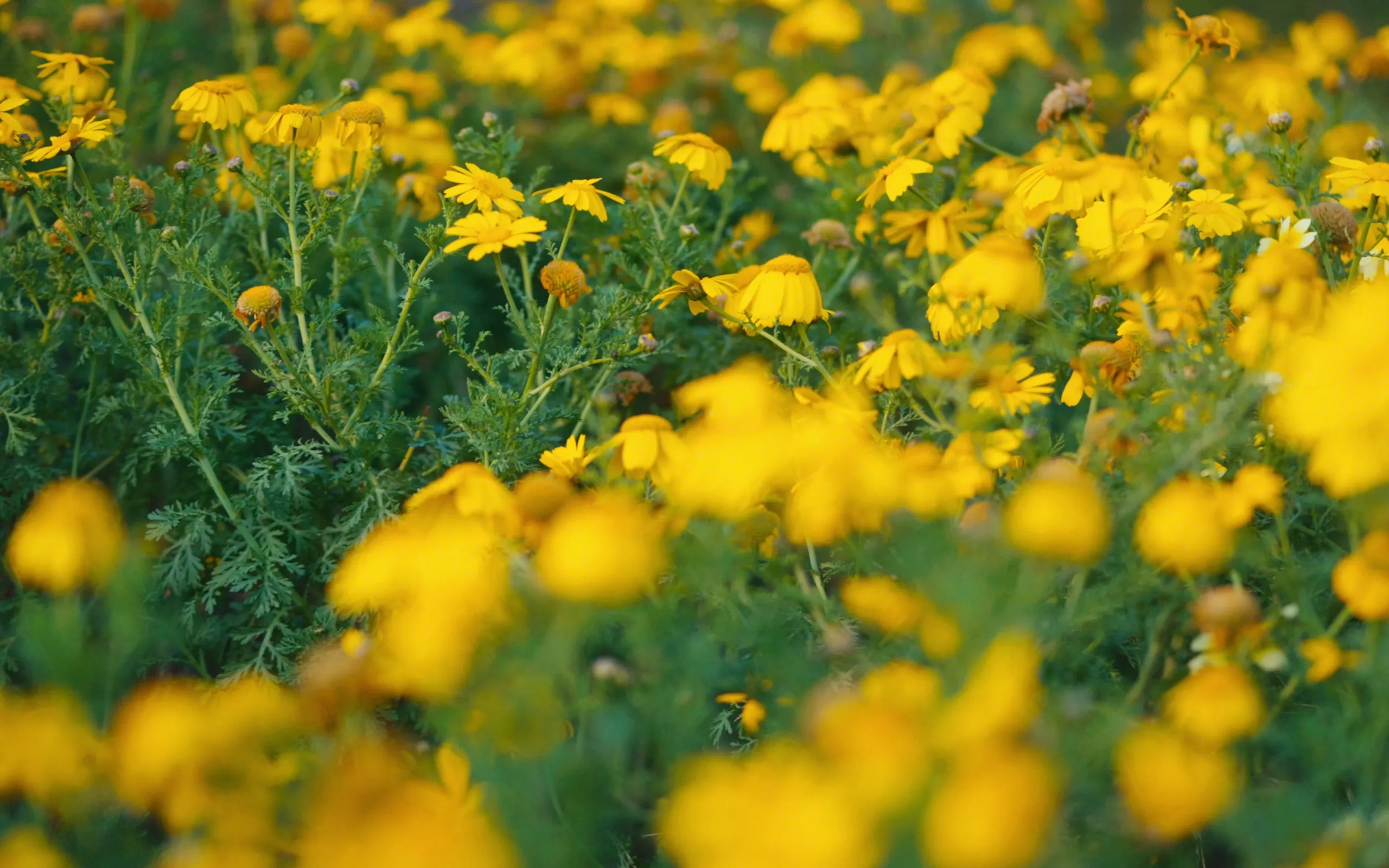A dense field of yellow coastal daisies