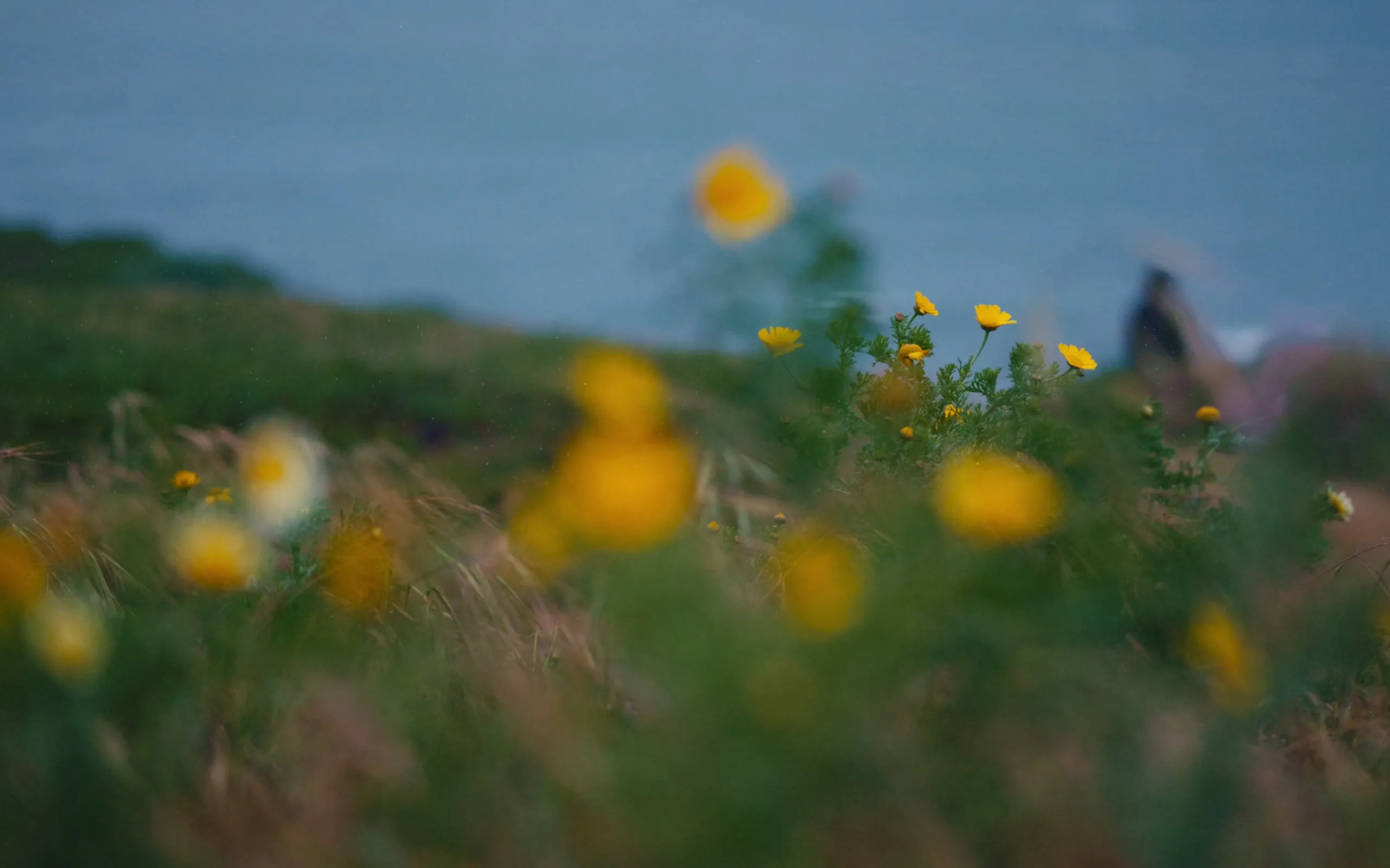 Wildflowers on the headlands, a walker beyond them